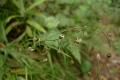 Arthropodium candidum