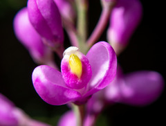 Comesperma ericinum