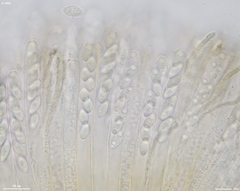 Lanzia luteovirescens