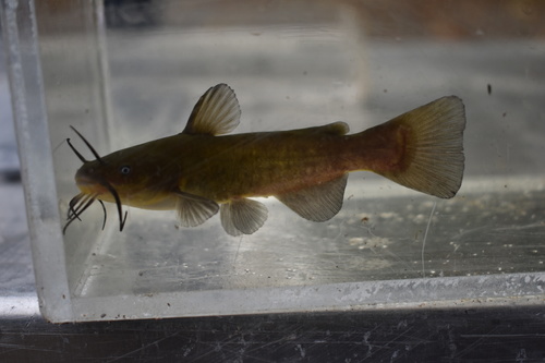 Brown Bullhead