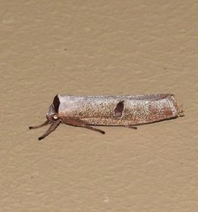 Pilostibes stigmatias