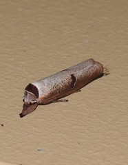 Pilostibes stigmatias