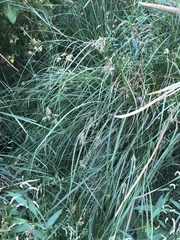 Bolboschoenus glaucus
