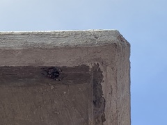 Neoscona orizabensis