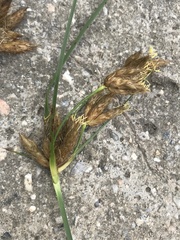 Bolboschoenus glaucus