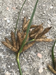 Bolboschoenus glaucus