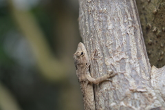 Anolis schiedii