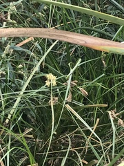 Bolboschoenus glaucus