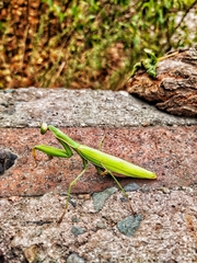 Hierodula tenuidentata