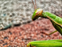 Hierodula tenuidentata