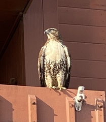 Buteo jamaicensis