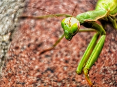 Hierodula tenuidentata