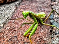 Hierodula tenuidentata