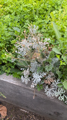 Artemisia absinthium