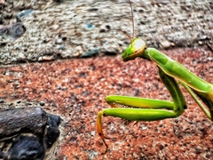 Hierodula tenuidentata