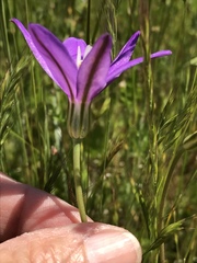 Brodiaea appendiculata