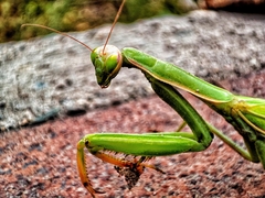 Hierodula tenuidentata