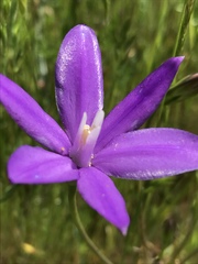 Brodiaea appendiculata