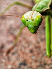Hierodula tenuidentata