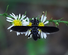 Trichopoda lanipes