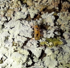 Proba vittiscutis