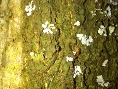 Proba vittiscutis