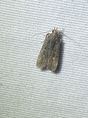 Dichomeris juncidella