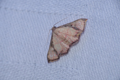Enispa elataria
