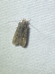 Dichomeris juncidella