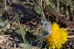 Pontia occidentalis