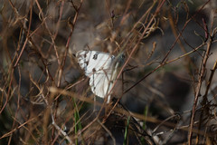 Pontia occidentalis