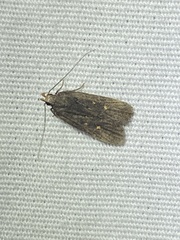 Dichomeris juncidella