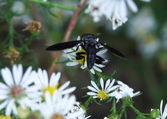 Trichopoda lanipes