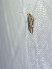 Dichomeris juncidella