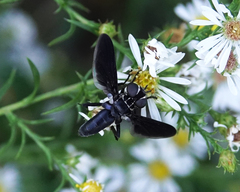 Trichopoda lanipes