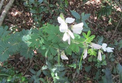 Tephrosia inandensis