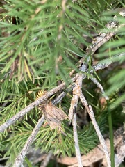 Dolichovespula alpicola