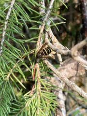 Dolichovespula alpicola