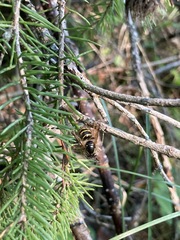 Dolichovespula alpicola