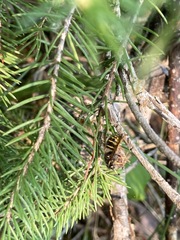 Dolichovespula alpicola
