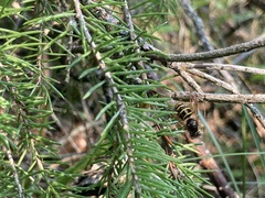 Dolichovespula alpicola