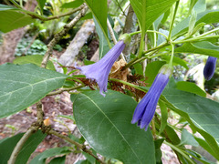 Eriolarynx australis