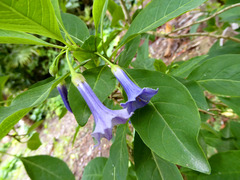 Eriolarynx australis