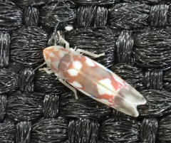 Erythroneura elegans