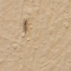 Chaoborus punctipennis