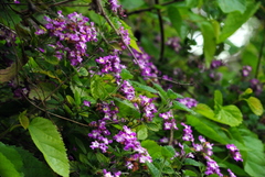 Lantana megapotamica