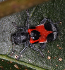 Enoclerus eximius