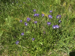 Gentiana setigera