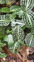 Geogenanthus poeppigii