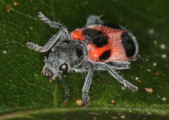 Enoclerus eximius
